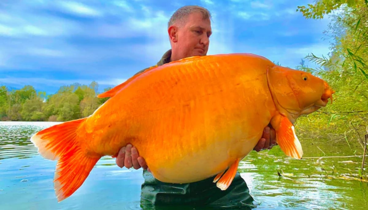 67-pound-heavy-giant-goldfish-caught-in-france-the-celeb-post